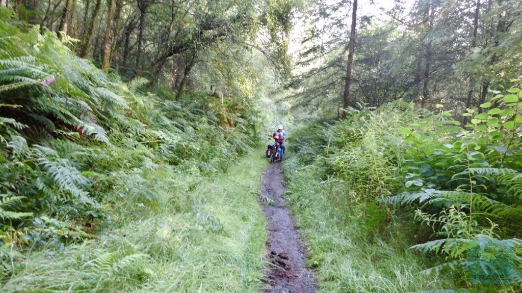 Route 82 -Ystwyth Trail wie im Dschungel