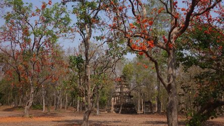 Geschichtsparks von Nord-Thailand - Si Satchanalai - Baumblüte im Geschichtspark